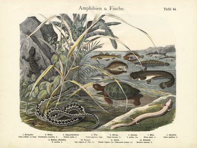 Amphibien und Fische, um 1860 von German School
